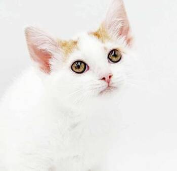 Clove is cuter than cute - so friendly happy - OLD ENOUGH TO GO  -  Turkish Van and Tabby Cat for Adoption in Bedford Hills, New York - Clove Is Cuter Than Cute - So Friendly Happy - OLD ENOUGH TO GO  | PetCurious