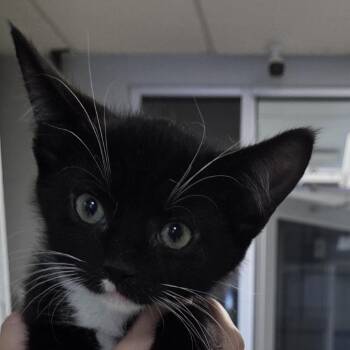 Daryl -  Domestic Medium Hair Cat for Adoption in Camden, Delaware - Daryl | PetCurious