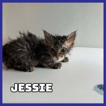 Domestic Medium Hair Cats Available for Adoption in Glenwood, Minnesota - Jessie | PetCurious