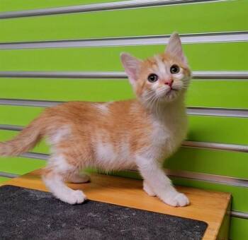ROWAN -  Domestic Short Hair Cat for Adoption in St. Peters, Missouri - ROWAN | PetCurious