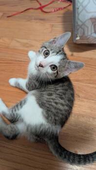 Eeny -  Domestic Short Hair Cat for Adoption in Wheaton, Illinois - Eeny | PetCurious