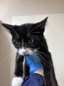 Hokey Pokey -  Domestic Short Hair Cat for Adoption in Sherwood, Oregon - Hokey Pokey | PetCurious