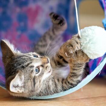 Planet Hollywood -  Domestic Short Hair Cat for Adoption in Baltimore, Maryland - Planet Hollywood | PetCurious