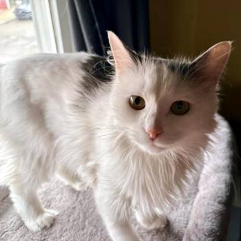 Janice -  Domestic Long Hair Cat for Adoption - Janice | PetCurious
