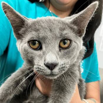 Holmes -  Domestic Short Hair Cat for Adoption in Las Cruces, New Mexico - Holmes | PetCurious