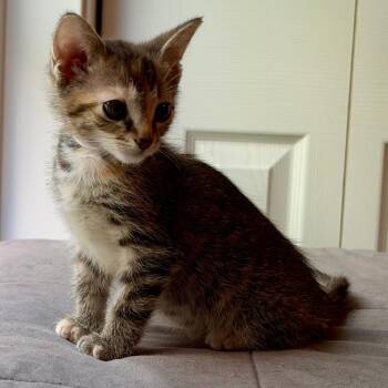 Domestic Short Hair Cats Available for Adoption in Grand Rapids, Michigan - Tinker - Chow Hound Knapp
