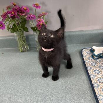 Patches -  Domestic Short Hair Cat for Adoption in Bardstown, Kentucky - Patches | PetCurious