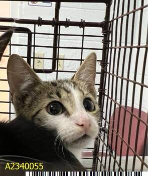 CADET -  Domestic Short Hair Cat for Adoption in West Palm Beach, Florida - CADET | PetCurious