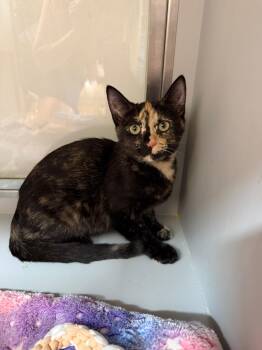 Rescue Tortoiseshell Cats for Adoption in Miami Beach, Florida - Cali | PetCurious