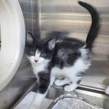 Domestic Short Hair Cats Available for Adoption in Greensboro, North Carolina - Blinky | PetCurious