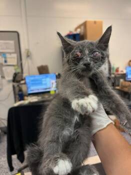 WILLY -  Domestic Short Hair Cat for Adoption in Thousand Palms, California - WILLY | PetCurious