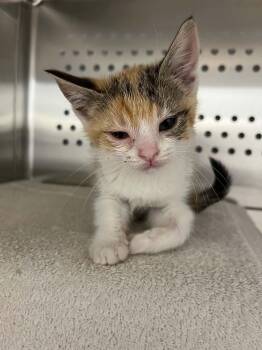 Payton -  Domestic Short Hair Cat for Adoption in Grand Rapids, Michigan - Payton | PetCurious