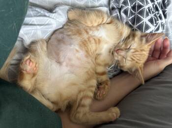 Rescue Domestic Short Hair Cats for Adoption in Peoria, Illinois - Sage | PetCurious