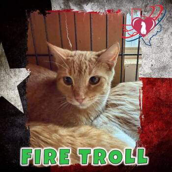 Fire Troll/Tiger -  Domestic Short Hair Cat for Adoption in Squamish, British Columbia - Fire Troll/Tiger | PetCurious