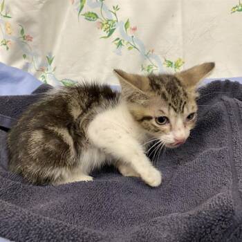 A611113 -  Domestic Short Hair Cat for Adoption in Modesto, California - A611113 | PetCurious