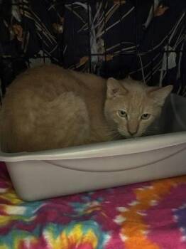 King (E52) -  Domestic Short Hair Cat for Adoption in Lafayette, Indiana - King (E52) | PetCurious