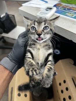 DOC HUDSON -  Domestic Medium Hair Cat for Adoption in Dallas, Texas - DOC HUDSON | PetCurious