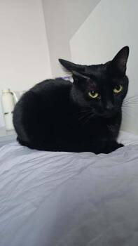 Domestic Short Hair Cats Available for Adoption in Chicago, Illinois - Beck (aka Delta) | PetCurious