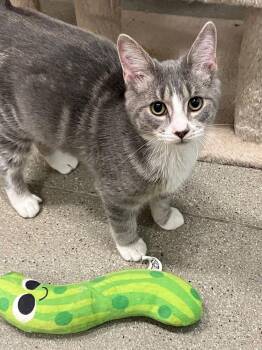 Nena -  Domestic Short Hair Cat for Adoption in Hudson, New Hampshire - Nena | PetCurious