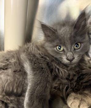 Ursa -  Domestic Long Hair Cat for Adoption in Pomona, New York - Ursa | PetCurious