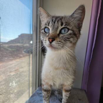 Sapphire -  Siamese and Domestic Short Hair Cat for Adoption in Roosevelt, Utah - Sapphire | PetCurious