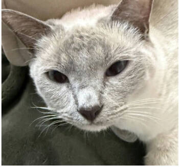 Rescue Domestic Short Hair Cats for Adoption in Broomfield, Colorado - LLIANA | PetCurious