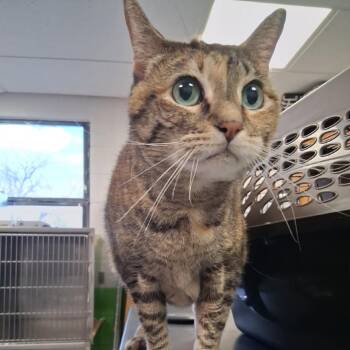 Domestic Long Hair Cats Available for Adoption - Princess Leia "Sassy" | PetCurious