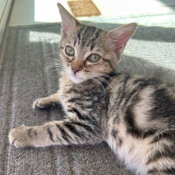 Rescue Domestic Short Hair Cats for Adoption in Pleasant Hill, California - Loader | PetCurious