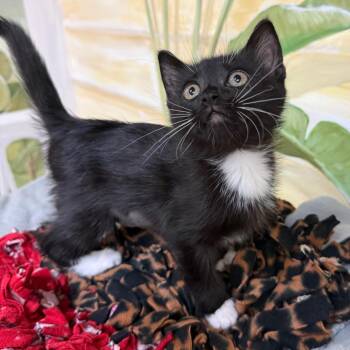 Lady -  Domestic Short Hair Cat for Adoption - Lady | PetCurious