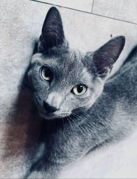Gravy -  Domestic Short Hair Cat Available for Adoption in Rixeyville, Virginia - Gravy | PetCurious