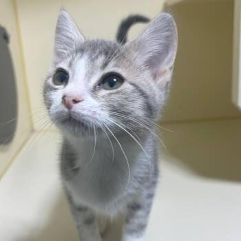 Waffle -  Domestic Short Hair Cat for Adoption in Mocksville, North Carolina - Waffle | PetCurious