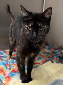 Domestic Short Hair Cats Available for Adoption in Wilkesboro, North Carolina - Ziva | PetCurious