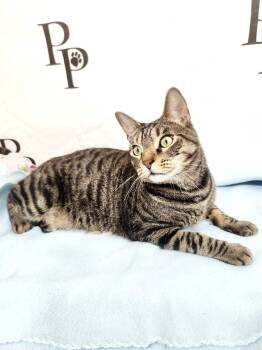 Domestic Short Hair Cats Available for Adoption - Peter Parker | PetCurious