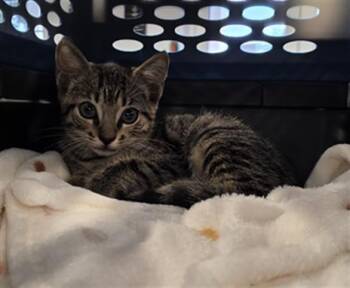 A138553 -  Domestic Short Hair Cat for Adoption in Palmetto, Florida - A138553 | PetCurious