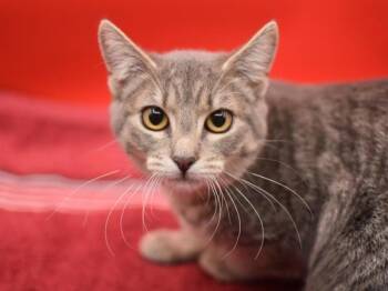 Rescue Domestic Short Hair Cats for Adoption in Portland, Oregon - Kota | PetCurious