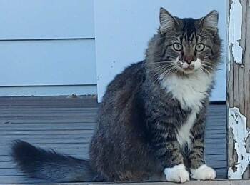 Rescue Domestic Medium Hair Cats for Adoption in Ogden, Utah - Fluffy | PetCurious