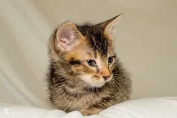 Parfait -  Domestic Short Hair Cat for Adoption in Denver, Colorado - Parfait | PetCurious