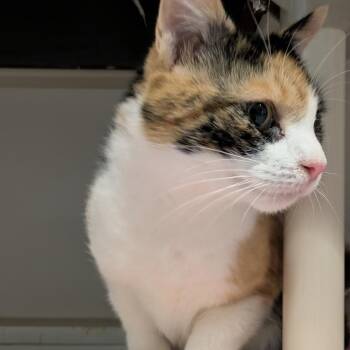 Patches -  Domestic Short Hair Cat for Adoption in South Burlington, Vermont - Patches | PetCurious