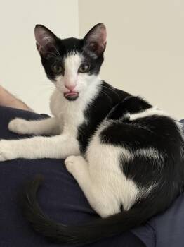 THE Robert Plant -  Domestic Short Hair Cat for Adoption in Stow, Massachusetts - THE Robert Plant | PetCurious