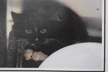 Ludo (Community Neuter) -  Domestic Medium Hair Cat for Adoption in Pahrump, Nevada - Ludo (Community Neuter) | PetCurious