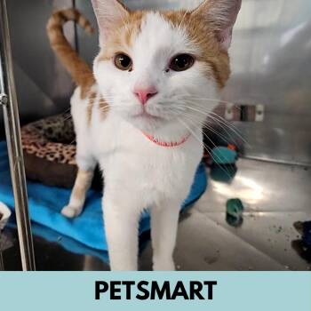 Domestic Short Hair Cats Available for Adoption - Lamont | PetCurious