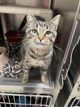Rescue Domestic Short Hair Cats for Adoption in Benton Harbor, Michigan - Mack | PetCurious