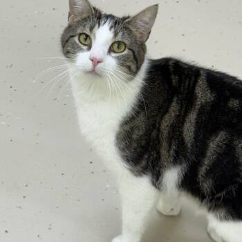 Domestic Short Hair Cats Available for Adoption in Pawleys Island, South Carolina - Bruce | PetCurious