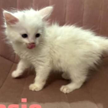 Domestic Short Hair Cats Available for Adoption in Wilmington, Delaware - Ross | PetCurious