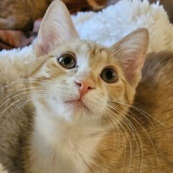 Sloan -  Domestic Short Hair Cat for Adoption in Rochester, Minnesota - Sloan | PetCurious