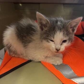 Valarie -  Domestic Medium Hair Cat for Adoption in Jacksonville, Arkansas - Valarie | PetCurious