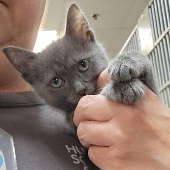 Rocky -  Domestic Short Hair Cat for Adoption in Walker, Michigan - Rocky | PetCurious