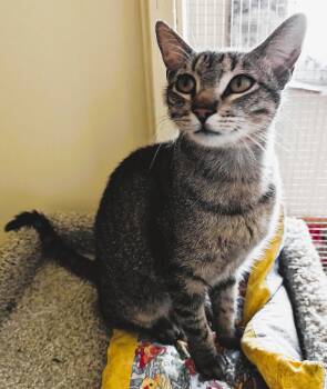 Rescue Domestic Short Hair Cats for Adoption in Prescott, Arizona - ASPEN | PetCurious
