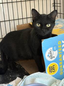 Rescue Domestic Short Hair Cats for Adoption in Black River Falls, Wisconsin - Ritz | PetCurious