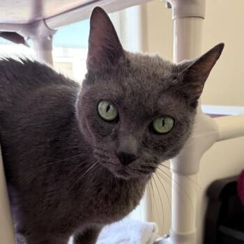 Domestic Short Hair Cats Available for Adoption in Los Angeles, California - Lemonade | PetCurious